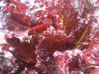 Lettuce- Red Velvet