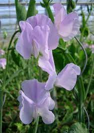 Sweetpea- Mammoth Lavender