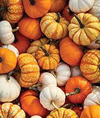 Multi-Colored Pumpkin Vegetable Seeds for Planting – Non-GMO, Heirloom, Vibrant Garden Pumpkins