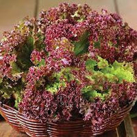 Lettuce Dark Black Rose Vegetable Seeds