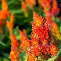 Sunday Orange – Celosia Seed