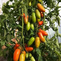 Pozzano – Organic Tomato Seed
