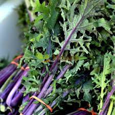 Kale- Red Russian