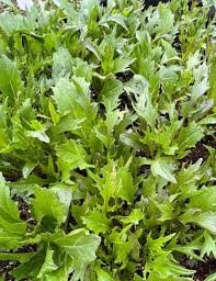 Ember – Mizuna Seeds