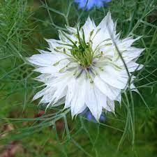 Nigella- Miss Jekyll White