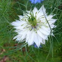 Nigella- Miss Jekyll White