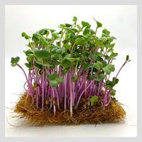Radish, Triton – Organic Sprouting Seeds