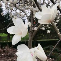Heirloom Non-GMO Pink White Yulan Flower Seeds – Elegant Magnolia Blooms for Garden Planting