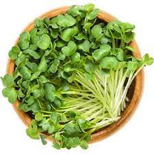 Radish, Daikon – Organic Sprouting Seeds