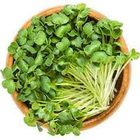 Radish, Daikon – Organic Sprouting Seeds