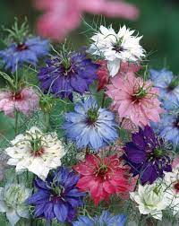 Nigella- Persian Jewels Mix
