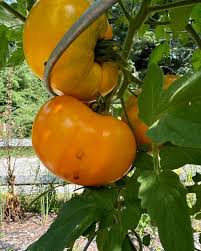 Marmalade Skies – Organic Tomato Seed