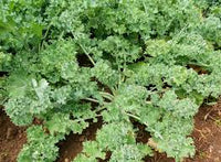 Kale- Siberian