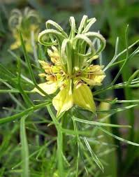 Nigella- Transformer