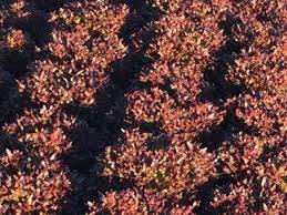 Rhone – Organic Pelleted Lettuce Seed