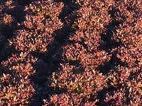 Rhone – Organic Pelleted Lettuce Seed