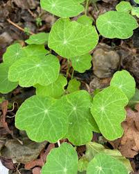 Shades of Green Nasturtium – Shoot Seed