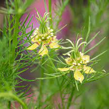 Nigella- Transformer