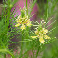 Nigella- Transformer