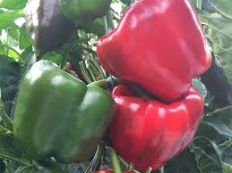 Procraft – Bell Pepper Seed