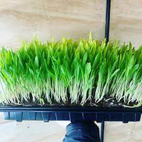 Popcorn – Shoot Seed