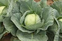 Bronco – Cabbage Seed