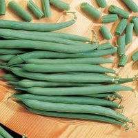 Dwarf Bean- Pioneer
