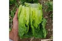 Chalupa – Organic Romaine Lettuce Seeds