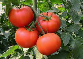 Galahad – Organic Tomato Seed