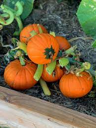 Pumpkin- Golden Nugget