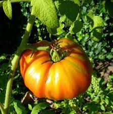 Hillbilly Potato Leaf Tomato Seeds for Planting – Heirloom, Non-GMO, Large & Sweet Tomatoes