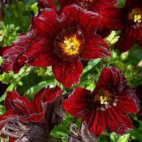 Painted Tongue Flower- Black Trumpets