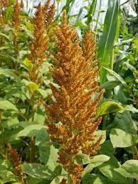 Grain Amaranth
