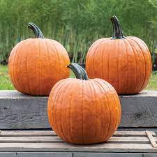 Renegade PMR – Treated Pumpkin Seed