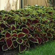 Heirloom Coleus kong scarlet Flower Seeds for Planting - Beautiful Blooms, Heirloom seeds