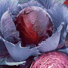 Red Express – Cabbage Seed