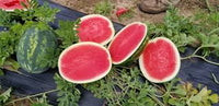 Cracker Jack – Organic Watermelon Seed
