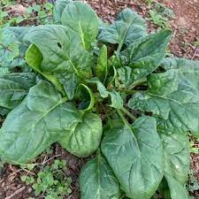 Spinach Italian Matador Vegetable Seeds