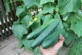 General Lee – Cucumber Seed