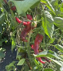 Krimzon Lee – Pepper Seed