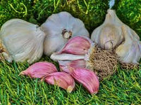 German Red – Garlic Bulbs