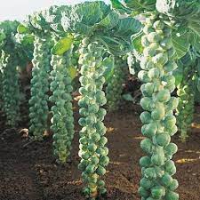 Brussel Sprout Long Island Vegetable Seeds