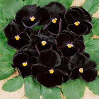 Pansy- Clear Crystal Black