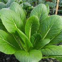 Mustard Greens- Tender Green