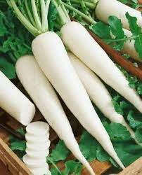 Radish- Long White Chinese