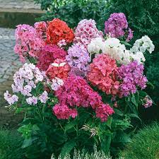 Phlox- Tall Mix
