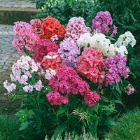 Phlox- Tall Mix