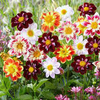 Collarette Dahlias Mix flower seeds for planting - Heirloom and Non-GMO garden seeds