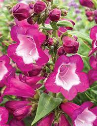 Penstemon- Compact Mix