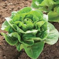 Mini Romaine Trio – Lettuce Varieties